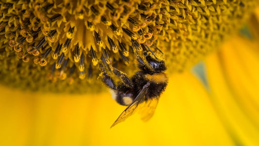 Top 10 Facts About Honey Bees (Some May Surprise You!)