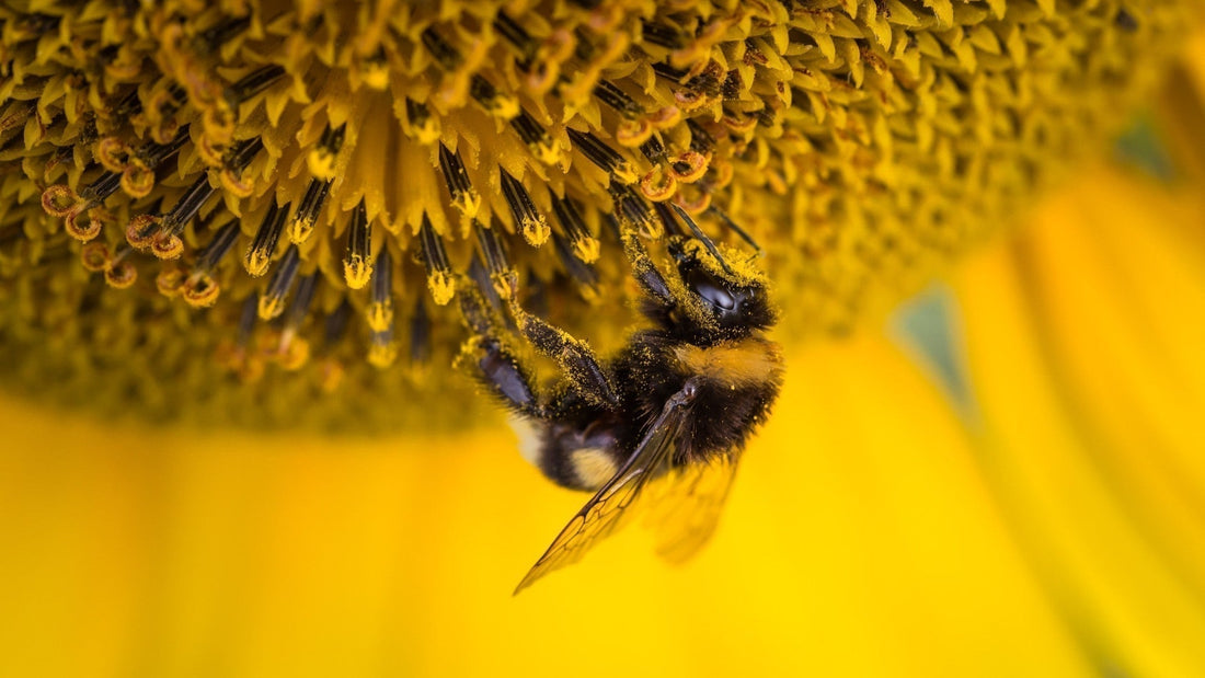 Top 10 Facts About Honey Bees (Some May Surprise You!)