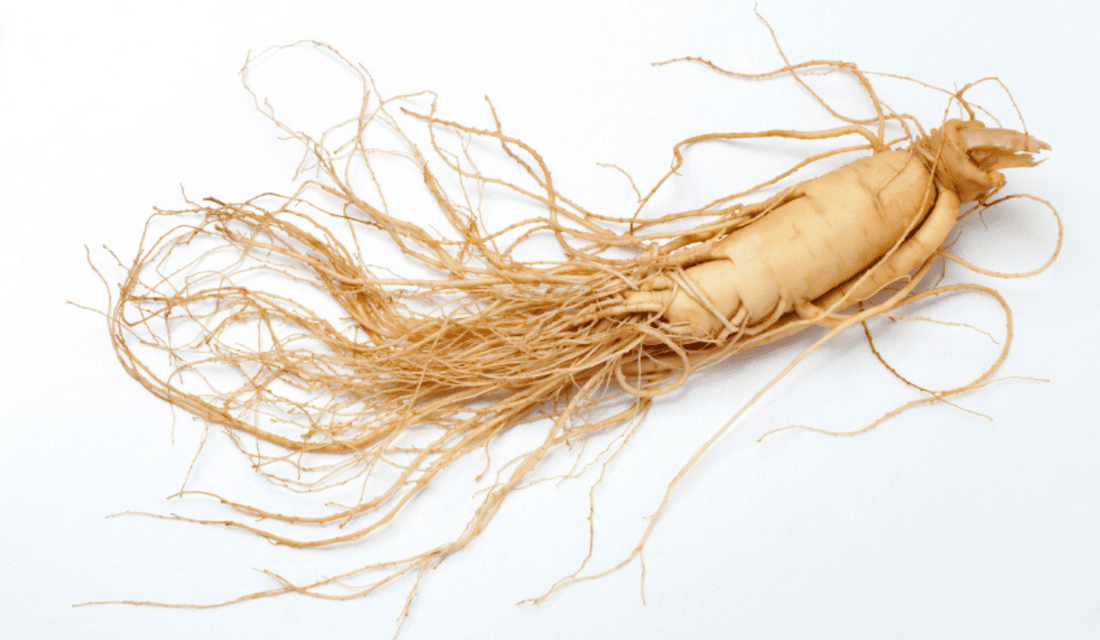 Ginseng Benefits: Everything you need to know about it