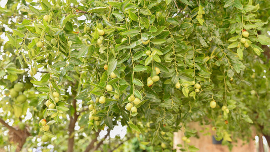 5 Health Benefits of Sidr Tree Honey(All You Need To Know)