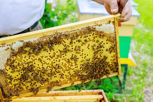 5 Benefits of Honeycomb and Its Traditional Uses