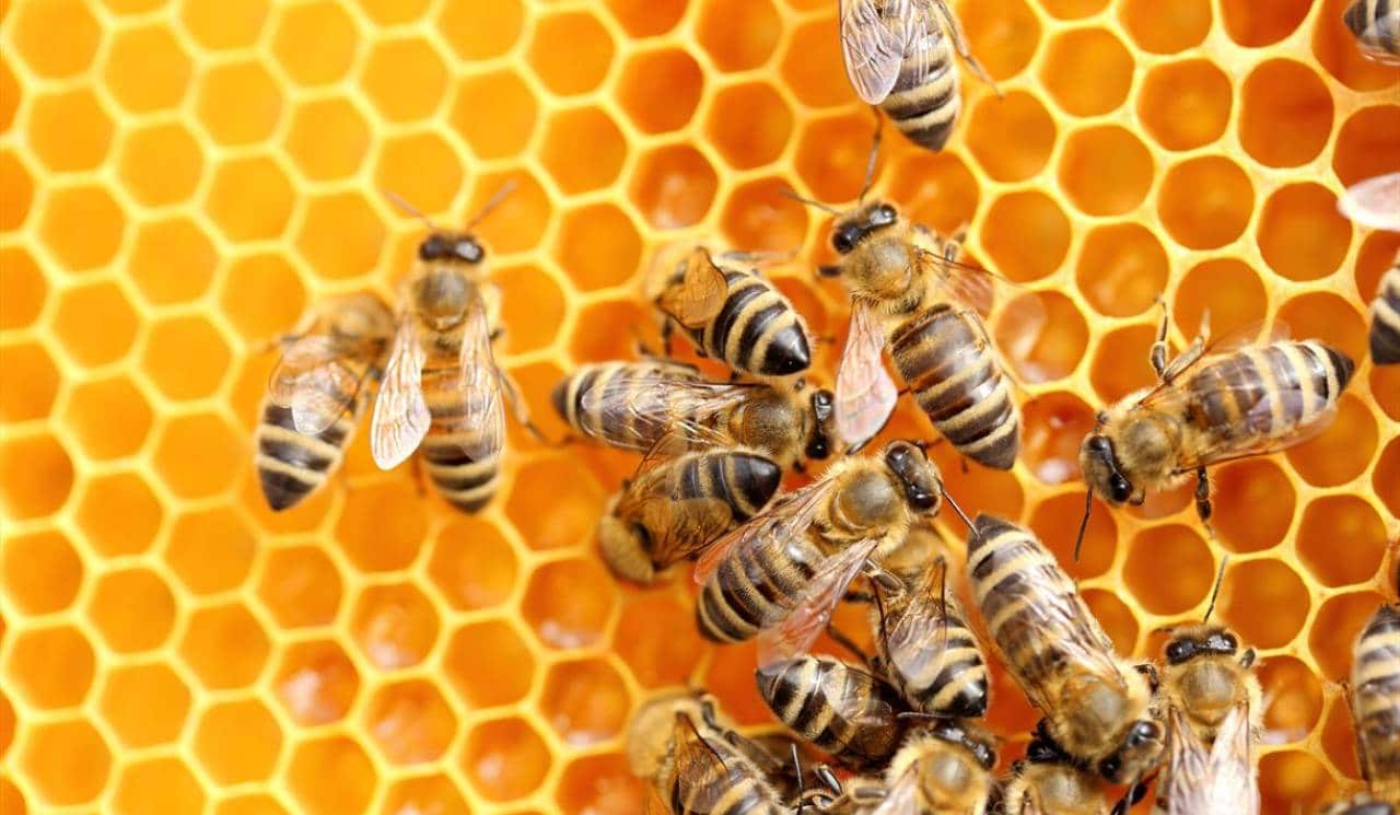 Multiple bees hammering on propolis