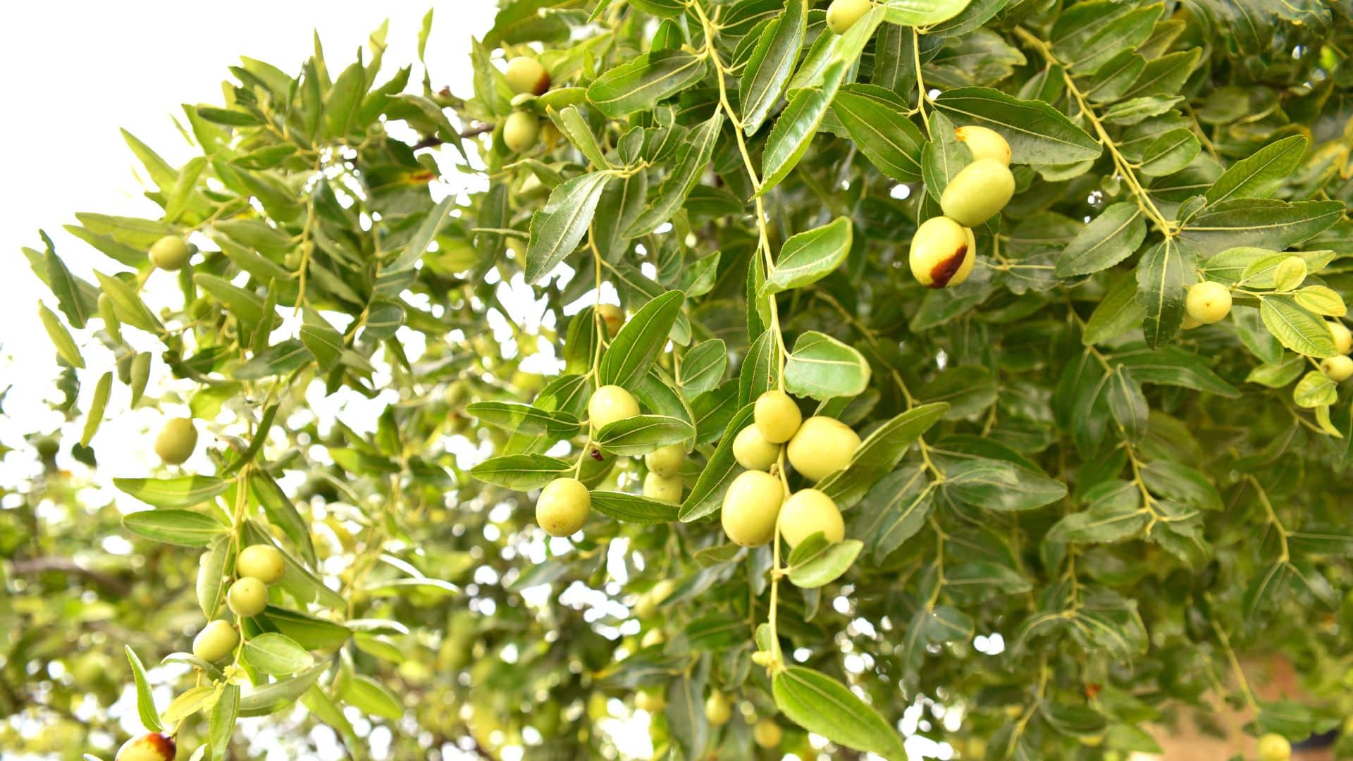 Benefits of Sidr Tree